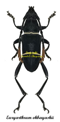 Euryarthrum ohbayashii
