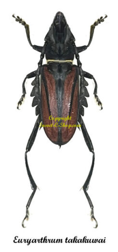 Euryarthrum takakuwai