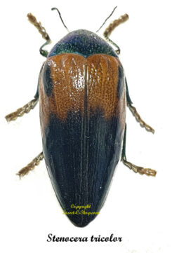 Sternocera tricolor