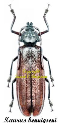 Xaurus bennigseni ( rare )