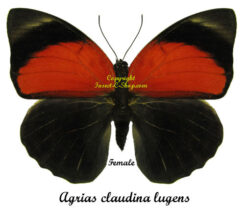 Agrias claudina lugens