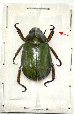 Brachysternus chloris