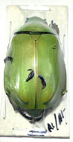 Chrysina ( Plusiotis ) macropus
