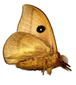 Automeris sp. #4