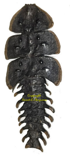 Trilobites / Fossils