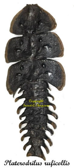 Platerodrilus ruficollis