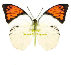 Hebomoia glaucippe celebensis