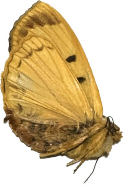 Moth sp. #16