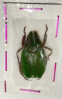 Brachysternus philippii