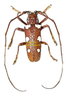 Protorhopala sexnotata