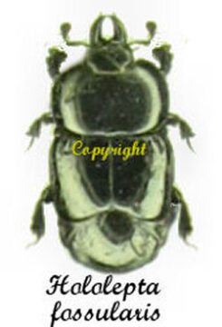 Hololepta sp. ( fossularis ? )