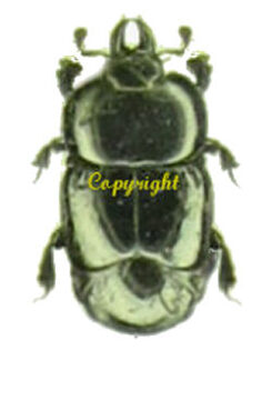 Histeridae