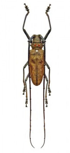 Batocera gigas