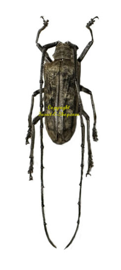 Batocera thomae orcus