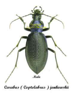Carabus ( Coptolabrus ) jankowskii