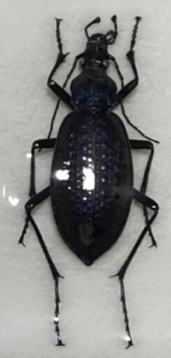 Carabus ( Coptolabrus ) smaragdinus