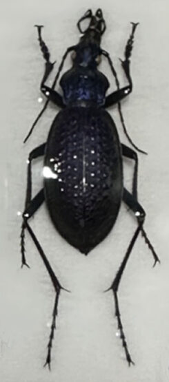Carabus ( Coptolabrus ) smaragdinus