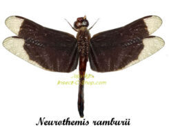 Neurothemis ramburii ( étalé )