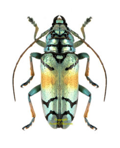 Sulawesiella rafaelae