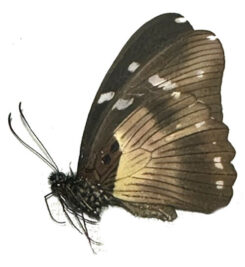 Papilio ( Druryia ) echerioides wertheri