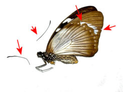 Papilio ( Druryia ) dardanus dardanus
