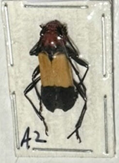 ( rare ) Purpuricenus laetus laetus