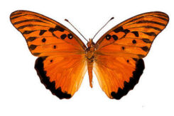 Agraulis vanillae lucina