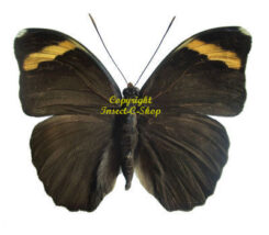 Euphaedra losinga wardi