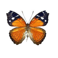 Euriphene atossa atossa