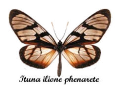 Ituna ilione phenarete