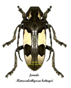 ( rare ) Mimocalothyrza bottegoi