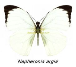 Nepheronia argia argia