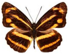 Neptis antana learmondi