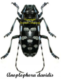 Anoplophora davidis