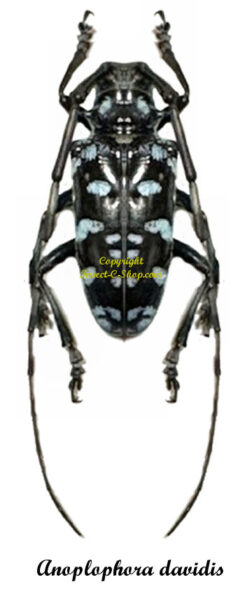 Anoplophora davidis