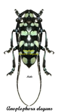 Anoplophora elegans