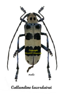 Callundine lacordairei ( rare )
