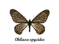 Chilasa epycides