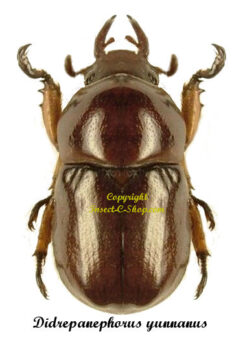 Didrepanephorus yunnanus