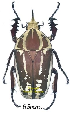 Mecynorhina torquata ugandensis ( reared )
