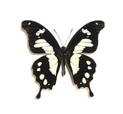 Papilio ( Nireopapilio ) horribilis