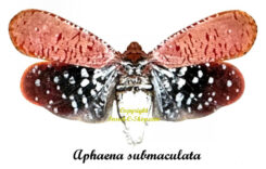 Aphaena submaculata ( spread )