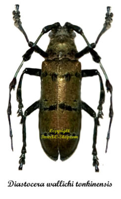 Diastocera wallichi tonkinensis
