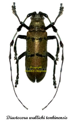 Diastocera wallichi tonkinensis