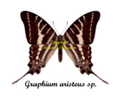 Graphium aristeus sp.