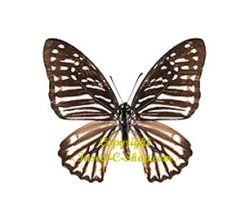 Graphium macareus