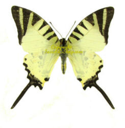 Graphium ( Pathysa ) antiphates antiphates
