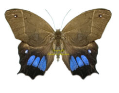 Antirrhea avernus