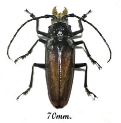 Callipogon barbatus