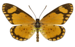 Telchinia ( Acraea ) serena